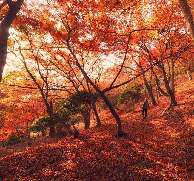 夜久野高原の紅葉