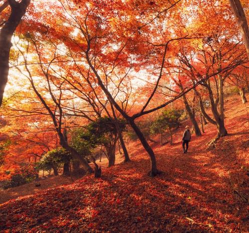 入賞「紅葉の絨毯の中で」