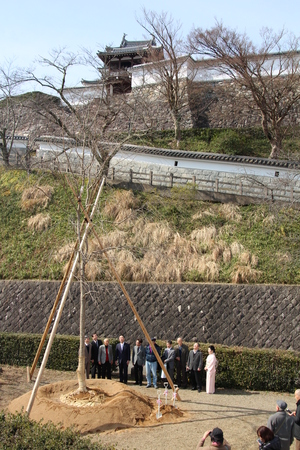 桜の名所　復活に向けての画像