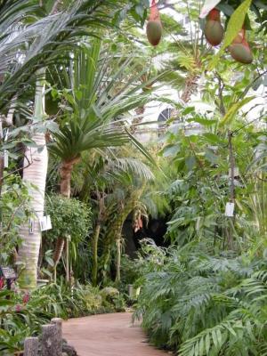 熱帯果樹温室
