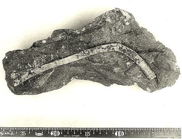 クリノイド　Crinoid ウミユリ（棘皮動物海百合類）の画像