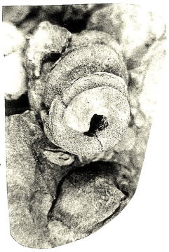 ビカリアの内質の残ったもの。　の画像