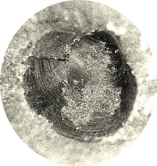 シオガマガイ　Jannisiella sp.（軟体動物斧足類）の画像