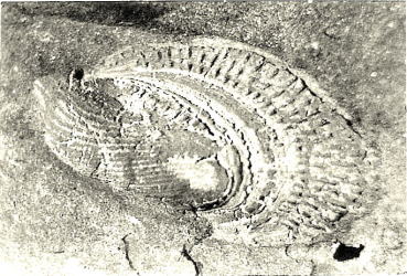 プリカトウラ　へキエンシス　plicatula hekiensis（軟体動物斧足類）の画像