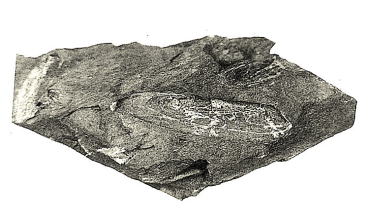 バレオファルス　palaeophrus sp.（軟体動物斧足類）の画像