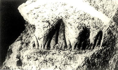 ヒボードス、サメの歯の画像