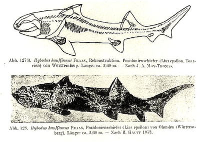 ドイツ産、ジュラ紀の鮫、ヒボードス　ハイファーアヌス（参考図）の画像