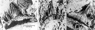 ドイツ産、ヒボードス、サメの歯（参考）の画像