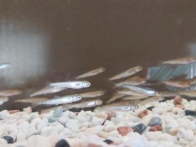 縞模様が現れ始めた稚魚が泳いでいる様子の写真です