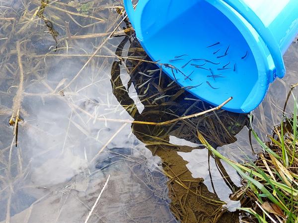 バケツから稚魚が川に泳いでいる写真