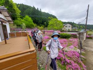 芝桜の傍を歩いている写真です