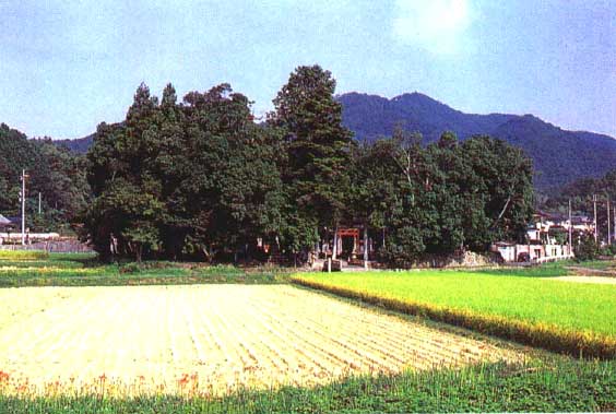 稲粒(いなつぶ)神社の画像