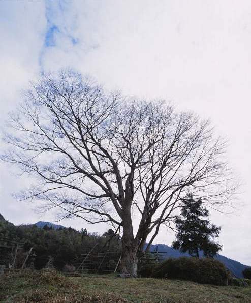 三嶽神社のケヤキの画像