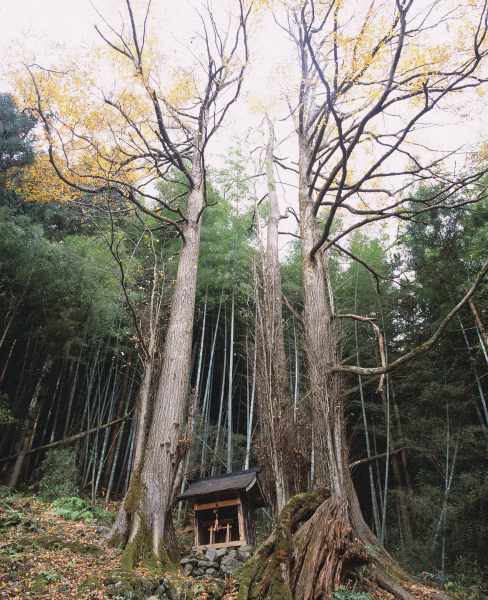 有徳神社のカツラの画像