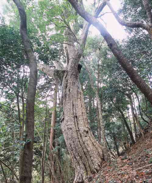 六柱神社のカゴノキの画像