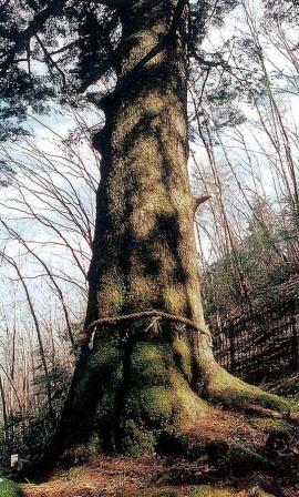 轟水満宮のモミの画像