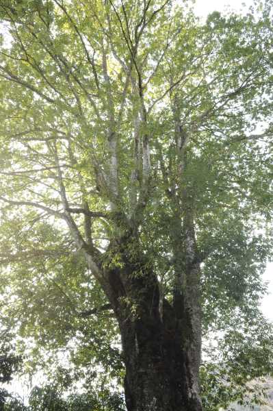 井田共同墓地のシラカシの画像