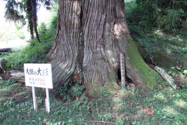 大原神社のスギの画像2