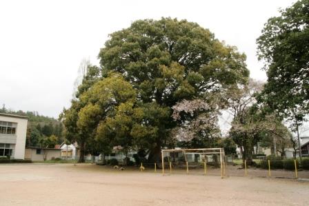 下六部小学校のクスノキの画像