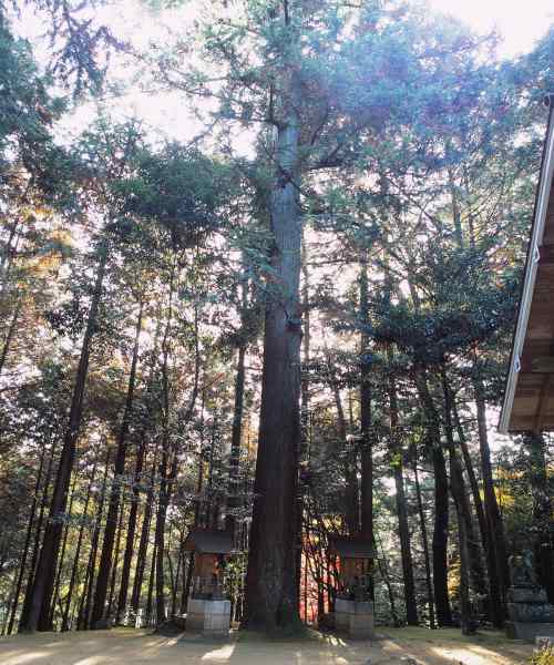 稲荷神社のコウヨウザンの画像