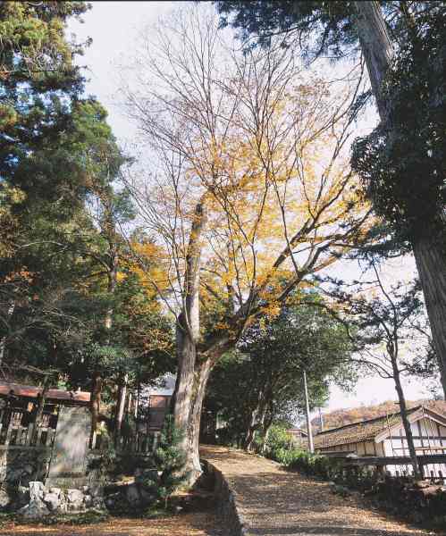 生野神社のケヤキの画像