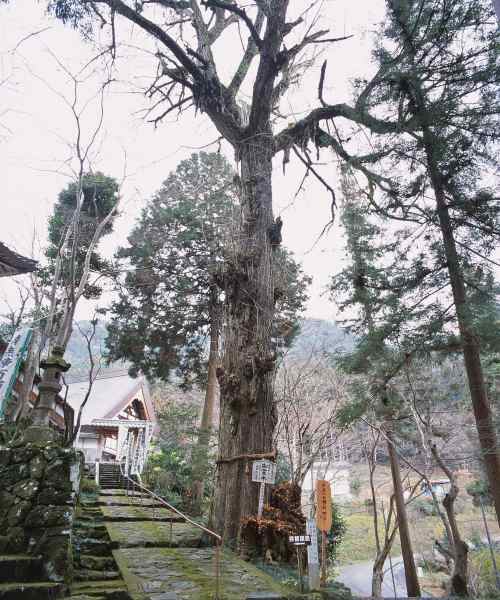 長安寺のイチョウの画像