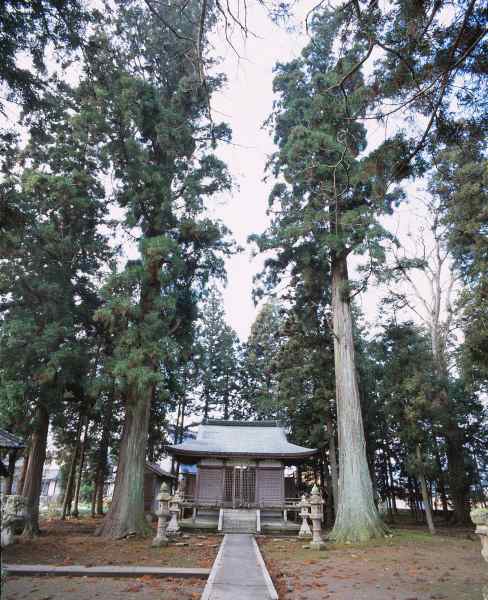 大歳神社のスギの画像