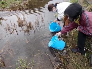 鮭の放流をしている様子です