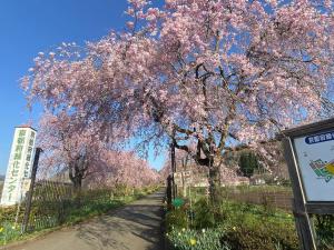 緑化センター（八重紅桜並木）