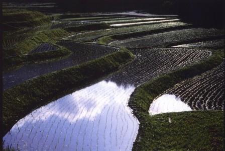 朝の棚田の画像