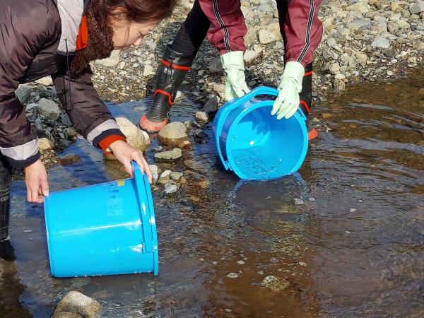 鮭を放流している様子です