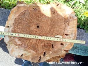 木の穴