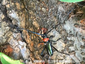クビアカ