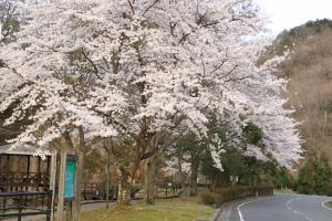 玄武岩公園桜と滝