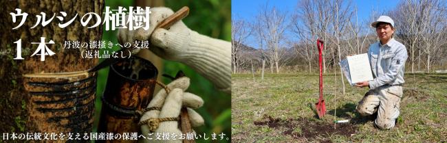 ウルシの植樹新プラン開始