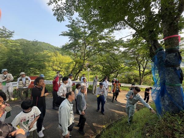 立木防除
