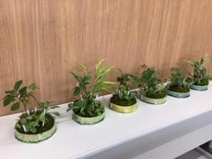 山野草を寄せ植えしたところ