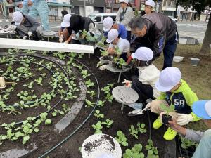 花時計の花の植替え（作業の写真3）