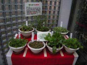 春の七草の写真