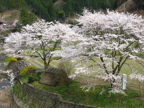 大原の産屋の桜の画像