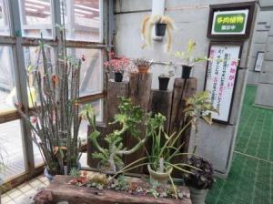 多肉植物展