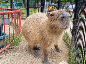 カピバラ