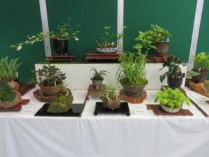 山野草の展示品