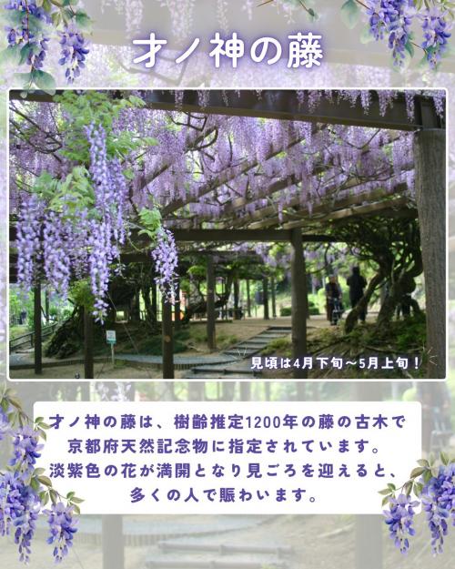 才の神の藤の写真