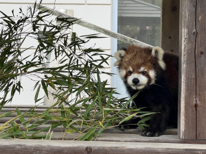レッサーパンダ
