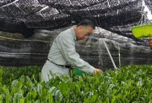 両丹茶品評会に係る茶摘み