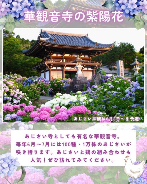 華観音寺の紫陽花の画像