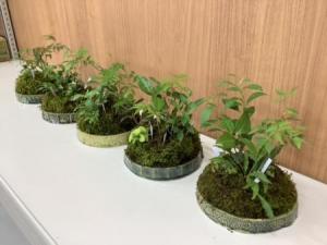 寄せ植え作品