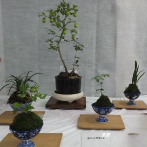 秋の山野草展