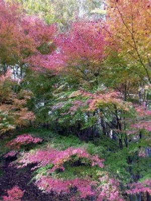 11月植物観察会